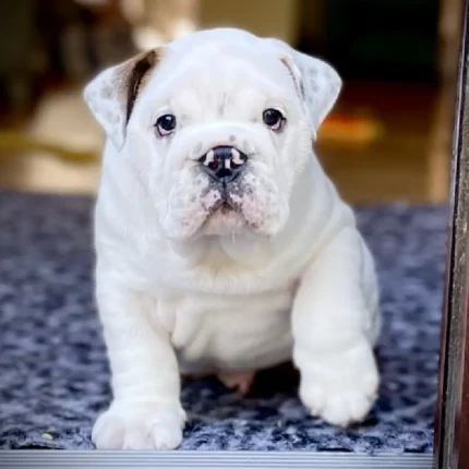 Quality Kc Standard Bulldog Puppy Available (1)