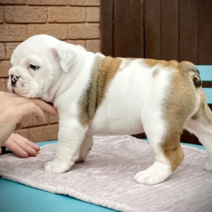 Quality Kc Standard Bulldog Puppy Available (5)