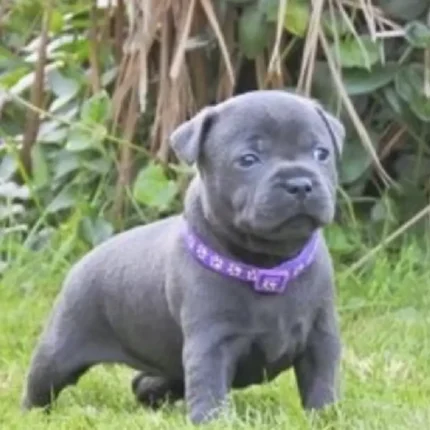 Staffordshire Bull Terrier Blue (1)