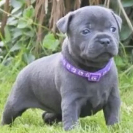 Staffordshire Bull Terrier Blue (2)