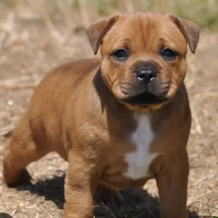 Staffordshire Bull Terrier Brown (1)