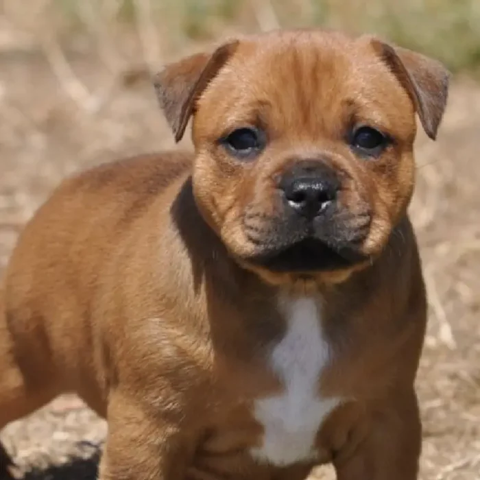 Staffordshire Bull Terrier Brown (2)