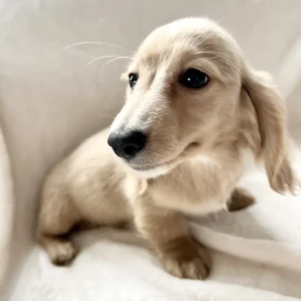 Stunning Cream Long Haired Puppie (1)