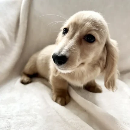 Stunning Cream Long Haired Puppie (5)