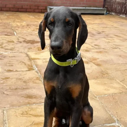 Top Quality Dobermann Puppies Available (1)