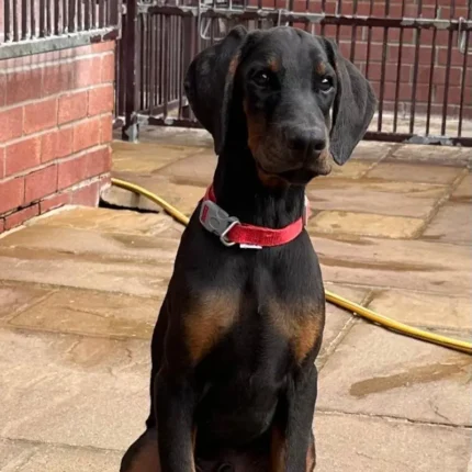 Top Quality Dobermann Puppies Available (4)