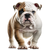 bull dogs for sale